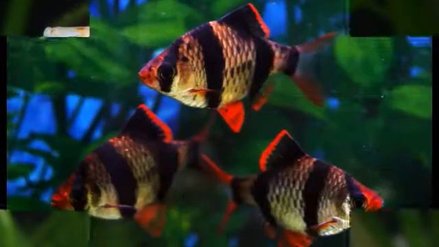 аквариумные рыбки 23 смотреть онлайн