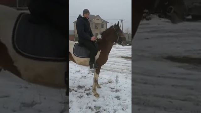 Пегий жеребец на продаже