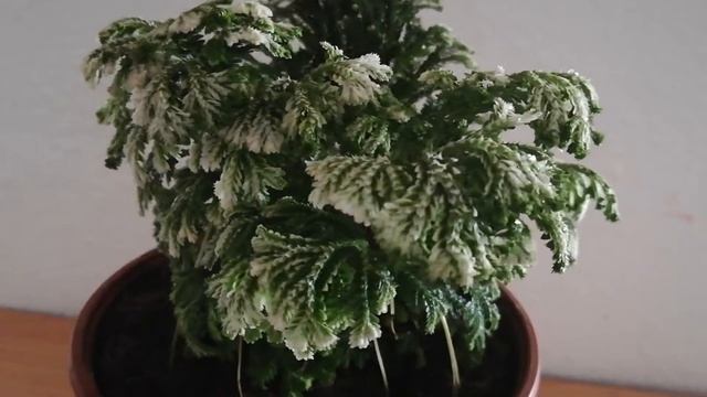 My new rare plants '#Zantedeschia #Calla' #shorts #rare #plants #garden #gardener смотреть онлайн