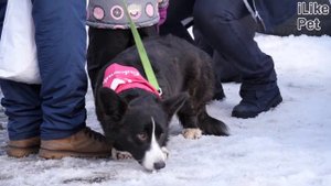 Как выбрать обувь для собаки: 5 советов