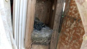 Гнездо синицы