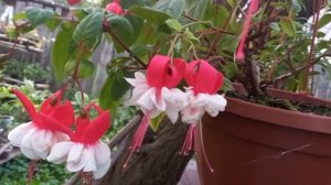 Мои танцующие балеринки.  Фуксии. Обзор 6 сортов.