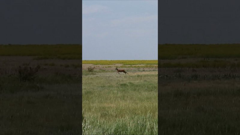Самый быстрый козёл в округе