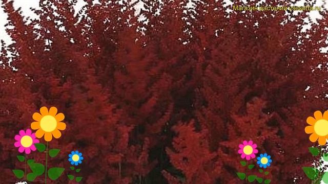 Астильба арендса Пол Гардер. Краткий обзор, описание характеристик astilbe arendsii Paul Gaarder смотреть онлайн