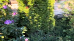 Рододендрон древовидный в цвету 10-ти летний. Rhododéndron.