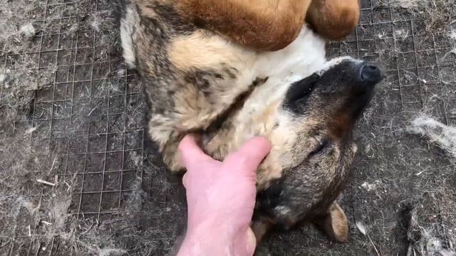 Собака Дунька наслаждается ласками на канале Фрося, Глаша и Дуняша смотреть онлайн