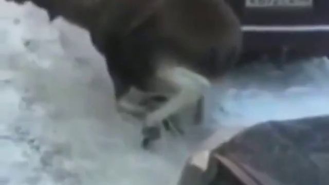 Лось греется от машины ..