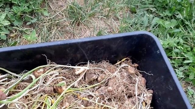 Что делать с луковицами цветов после выкапывания