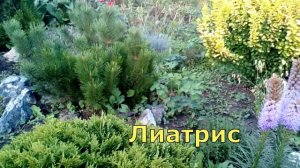 В саду у Марины Николаевны