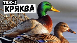 Утка-кряква! Кто она? |  #Тайны_всего_живого!