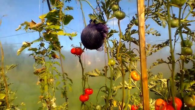 Арбуз на фицефалии смотреть онлайн