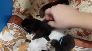 Инфекция у котят, как понять что что-то пошло не так?