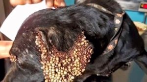 Из-за клещей эта собака потеряла столько крови, что едва волочила лапы, теперь её не узнать