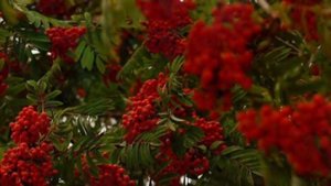 Отговорила роща золотая Песня на стихи Сергея Есенина