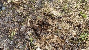 Металла коп на заброшенных садовых участках