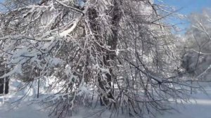 Красиво смотрится  зимой ива ледебура, орех маньчжурский, шефердия