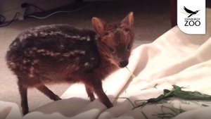 Самый крошечный Олень во вселенной [ Наша Удивительная планета ]