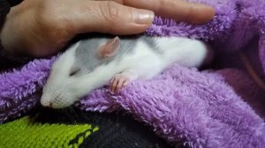 Как спят крысы. Самое няшное видео. Крыска сладко спит.