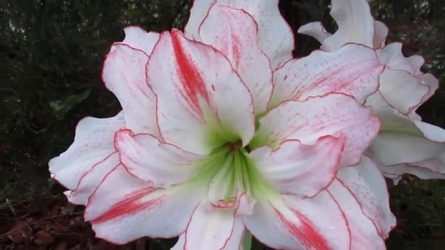 Амарилис Элвас - бело-розовый гиппеаструм с махровыми цветками смотреть онлайн