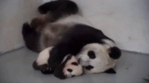 Baby panda from the Moscow Zoo