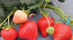 Земляника садовая Фламенко (fragaria ananassa) ? обзор: как сажать, рассада земляники Фламенко