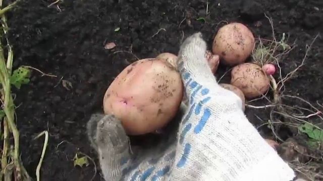 Картофель сорта " Синеглазка ". смотреть онлайн