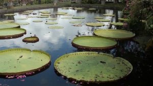 Водный парк Карангасем. Катание в листьях кувшинки!Бали.Индонезия