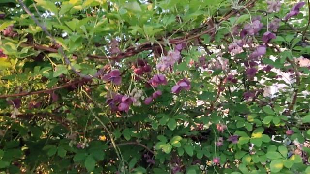 Акебія. Цвітіння смотреть онлайн