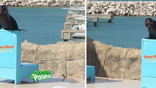 Recorrido Ocean World, Puerto Plata, Republica Dominicana