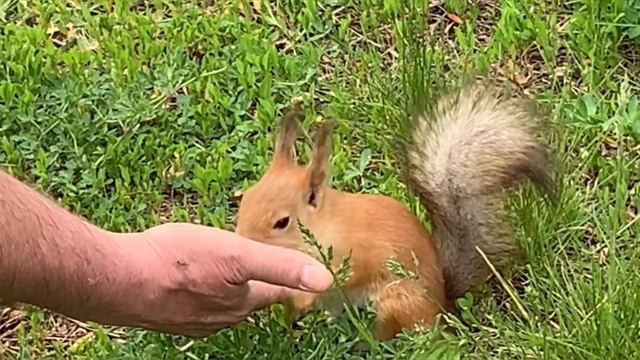 Прогулка в Тюменском парке. Художник Татьяна Устьянцева. смотреть онлайн