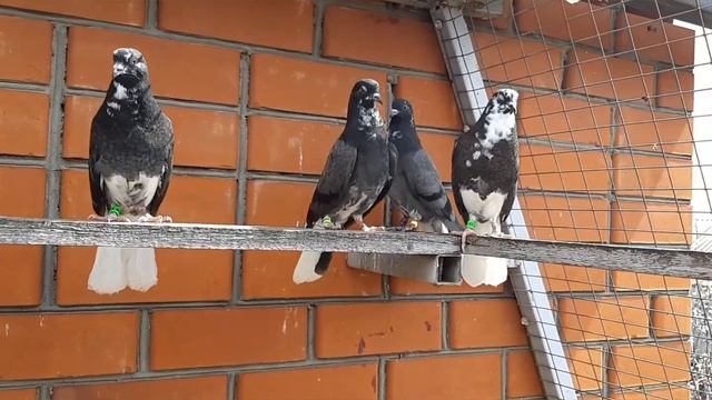 Николаевские голуби. Голубята 2021. Выпускаю из маточника. Обзор. Nikolaev pigeons. смотреть онлайн