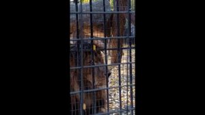 Красава Лев позирует   Зоопарк в Барнауле
