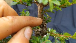 Шрамирование как способ создать новую ветку на бонсай из вяза. Как вырастить новую ветку у бонсай?