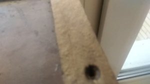 Пчёлы в квартире 10 декабря 2019