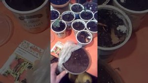 выращивание земляники руяна дома