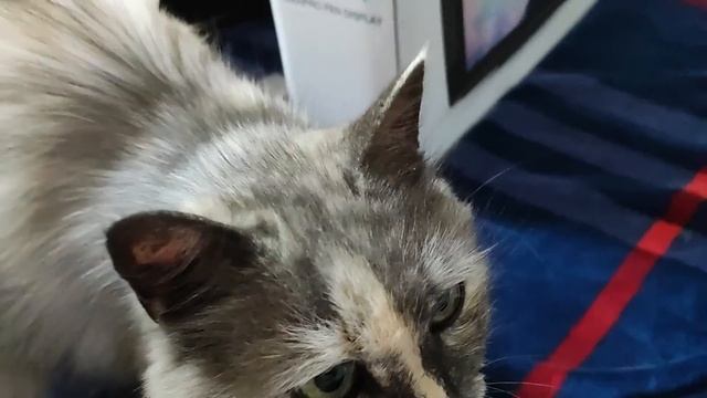 ВЕЩИ КОТОРЫЕ МЕНЯ БЕСЯТ 2 (Анимация) | VEIKK Studio VK2200 Pro - ОБЗОР смотреть онлайн