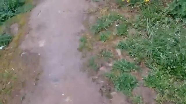 покрмил бездомных животных смотреть онлайн