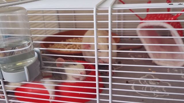 Крепкий сон крысёнка Бобби смотреть онлайн