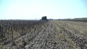 Уборка подсолнечника жаткой ЖНС John Greaves