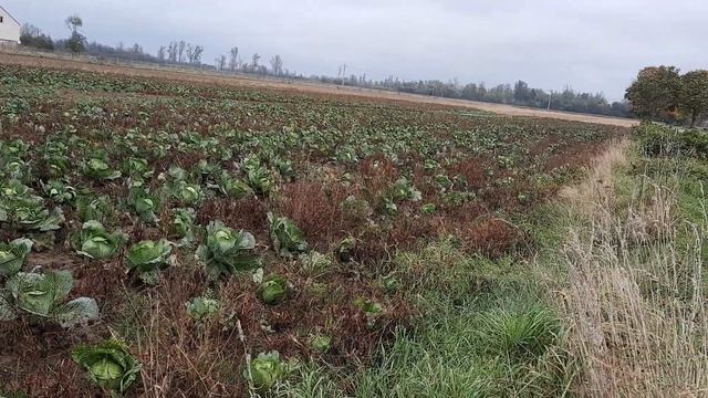 урожай капусты и какая заработная плата на полях под Варшавой в Козенице (Польша) смотреть онлайн