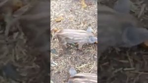 Весёлая компания поросят породы мангал.  Нам 12 дней отроду!