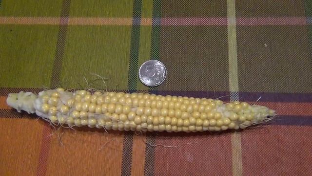 ВЫРАЩИВАНИЕ ПЕРУАНСКОЙ КУКУРУЗЫ В ПОДМОСКОВЬЕ ЧАСТЬ 4 смотреть онлайн