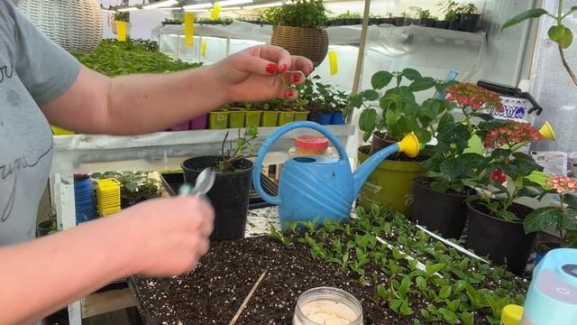 Как черенкую метельчатые гортензии в марте. 19.03 смотреть онлайн