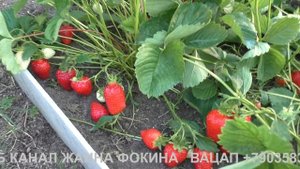 КЛУБНИКА БРИЛЛА -ОТЛИЧНАЯ НОВИНКА 2018