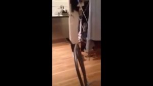 Коты ходят на задних лапах