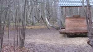 В заповеднике "Калужские засеки"