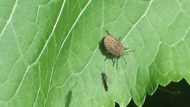 Щитник ягодный (нимфа) атакован осами смотреть онлайн