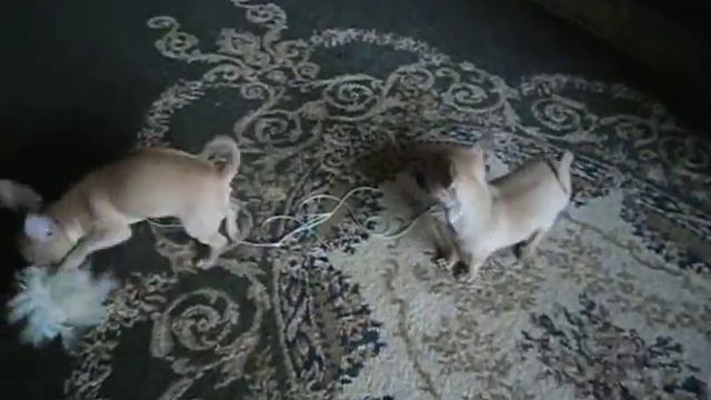 Чихуа-хуа щенков мини продаю. На видео им 3 месяца.Прекрасная родословная. смотреть онлайн