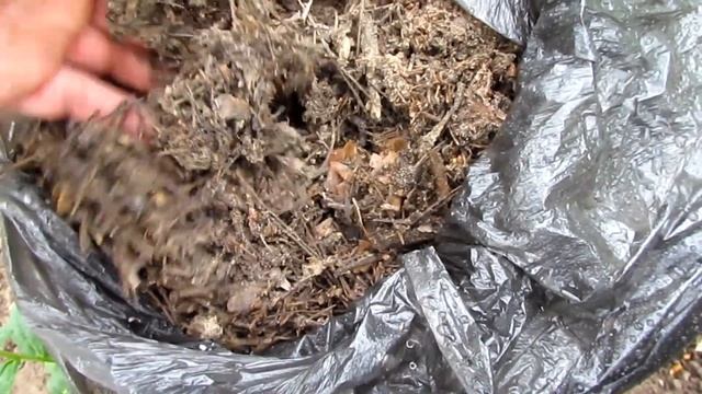 Сосна итальянская Пиния из семян/Pine Italian Pinia from seeds смотреть онлайн