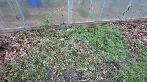Листья с травой на грядки идеальная мульча но слизни одолели